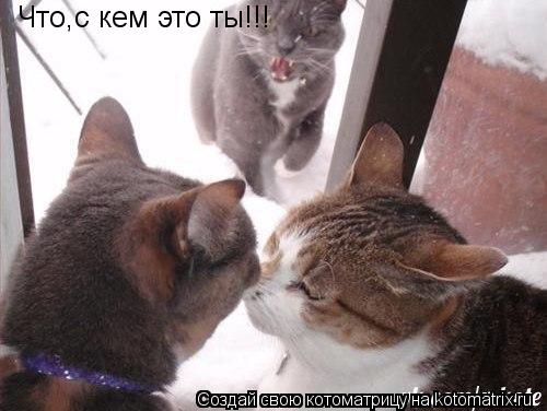 Котоматрица: Что,с кем это ты!!!