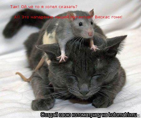 А!! Это нападение мышей мутантов!! Вискас гони! Так! Ой чё то я хотел сказать?... Котоматрица: А!! Это нападение мышей мутантов!! Вискас гони! Так! Ой чё то я хотел сказать?