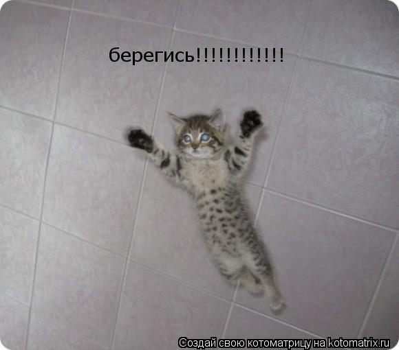 берегись!!!!!!!!!!!!... Котоматрица: берегись!!!!!!!!!!!!