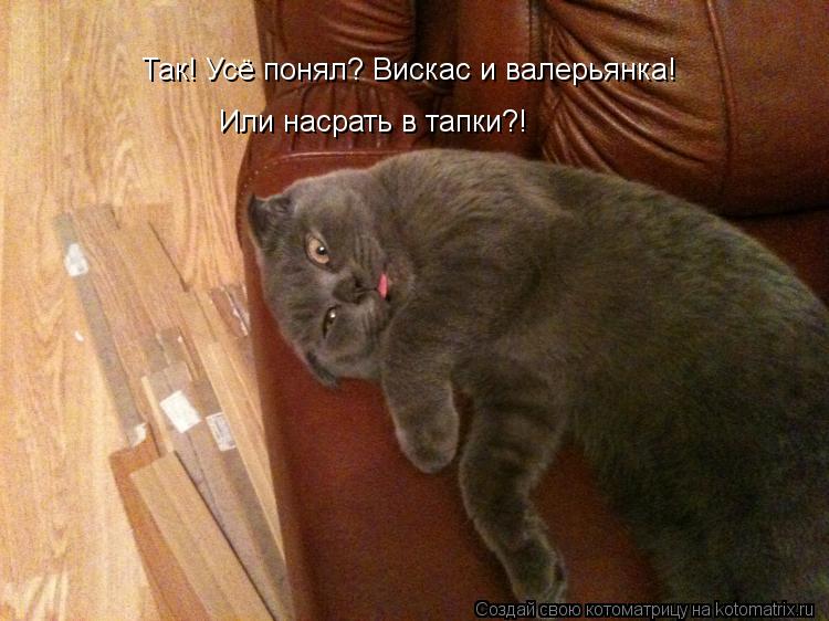 Так! Усё понял? Вискас и валерьянка! Или насрать в тапки?!... Котоматрица: Так! Усё понял? Вискас и валерьянка! Или насрать в тапки?!