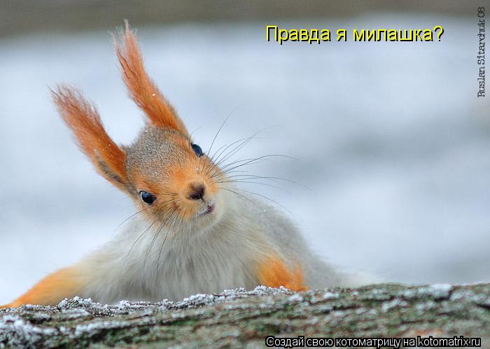 Котоматрица: Правда я милашка?