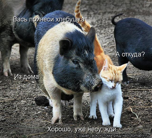 Котоматрица: Вась принеси хлебушка А откуда? Из дома Хорошо, уже несу, жди