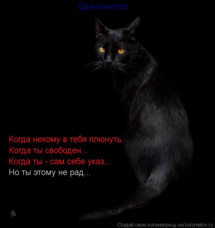 Котоматрица: Одиночество: Когда некому в тебя плюнуть... Когда ты свободен... Когда ты - сам себе указ... Но ты этому не рад...