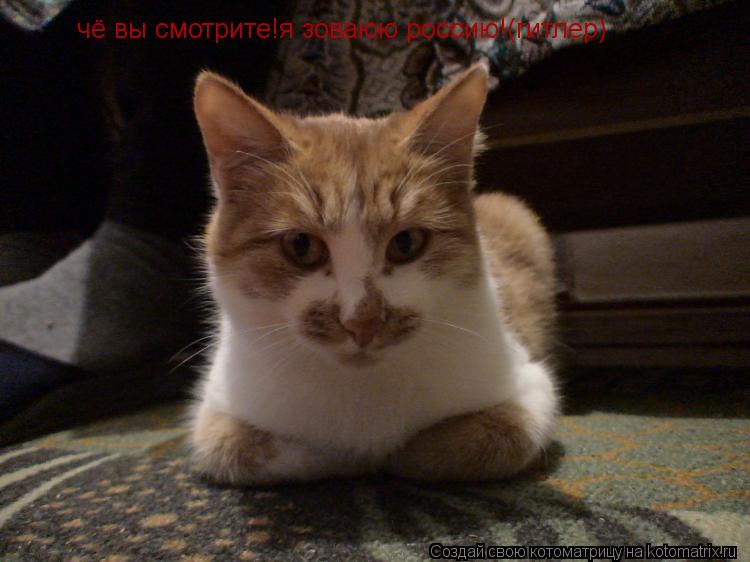 чё вы смотрите!я зоваюю россию!(гитлер)... Котоматрица: чё вы смотрите!я зоваюю россию!(гитлер)