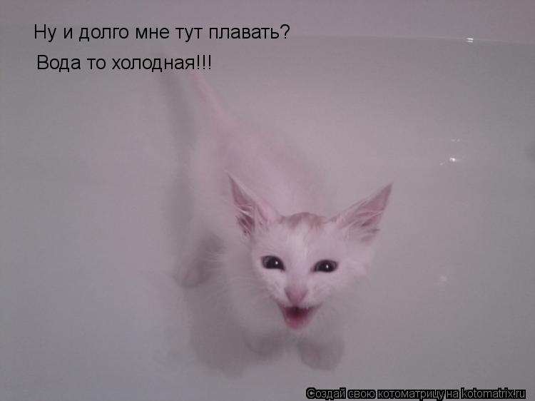Ну и долго мне тут плавать? Вода то холодная!!!... Котоматрица: Ну и долго мне тут плавать? Вода то холодная!!!