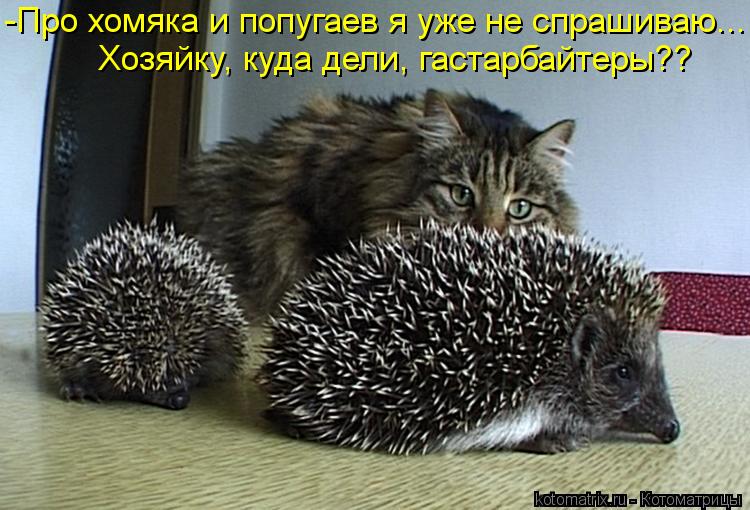 -Про хомяка и попугаев я уже не спрашиваю... Хозяйку, куда дели, гастарбайтеры??... Котоматрица: -Про хомяка и попугаев я уже не спрашиваю... Хозяйку, куда дели, гастарбайтеры??