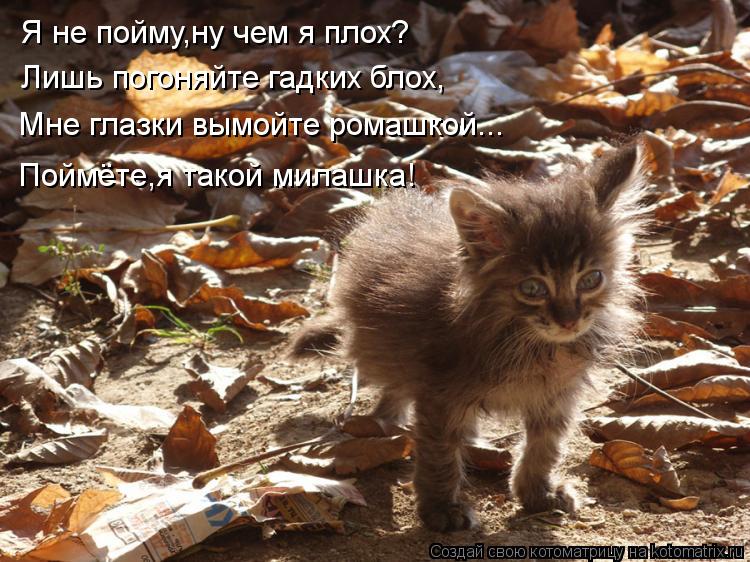 Котоматрица: Я не пойму,ну чем я плох? Лишь погоняйте гадких блох, Мне глазки вымойте ромашкой... Поймёте,я такой милашка!