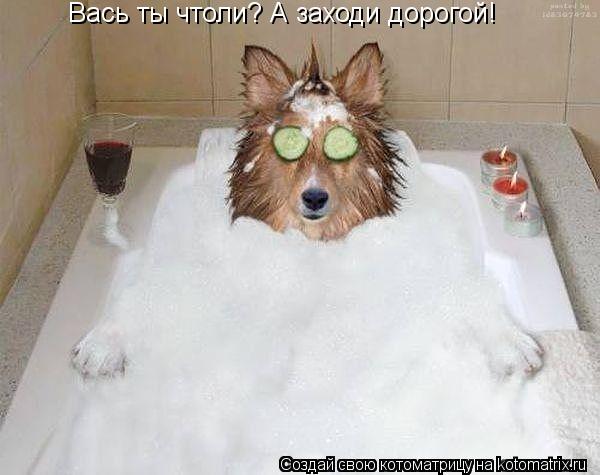 Котоматрица: Вась ты чтоли? А заходи дорогой! Вась ты чтоли? А заходи дорогой!