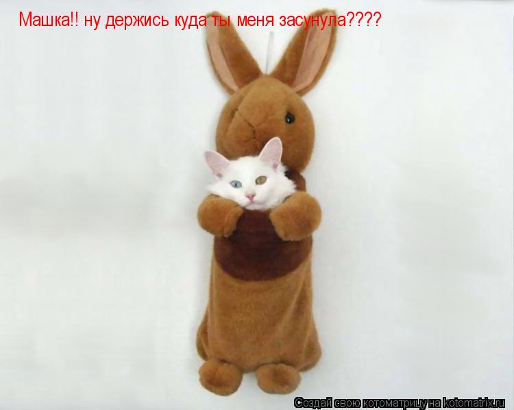 Котоматрица: Машка!! ну держись куда ты меня засунула????