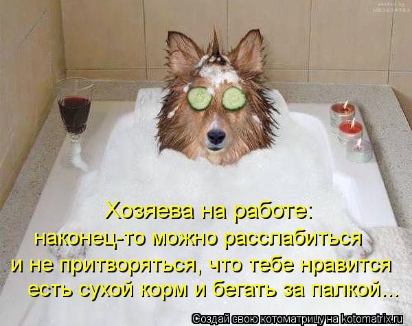 Котоматрица: и не притворяться, что тебе нравится есть сухой корм и бегать за палкой... наконец-то можно расслабиться Хозяева на работе: