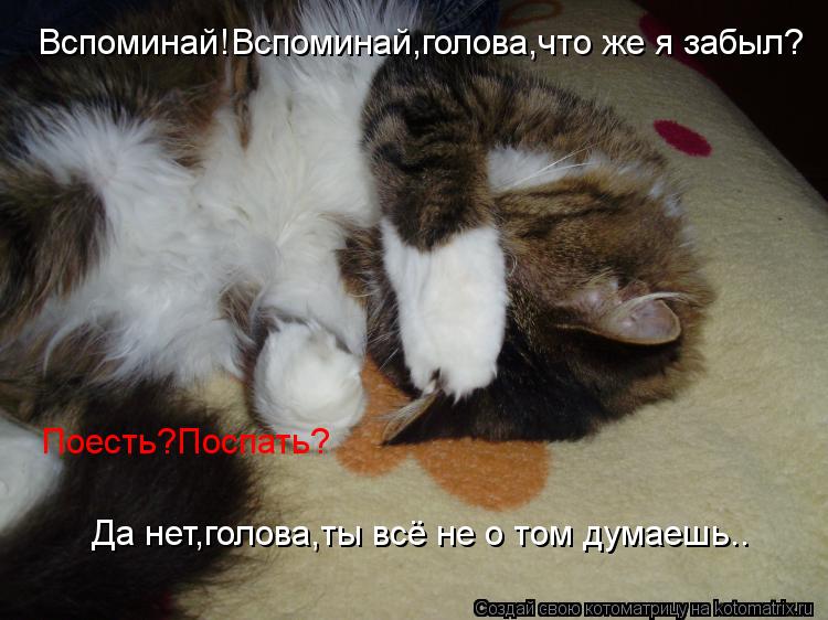 Котоматрица: Вспоминай!Вспоминай,голова,что же я забыл? Поесть?Поспать? Да нет,голова,ты всё не о том думаешь..