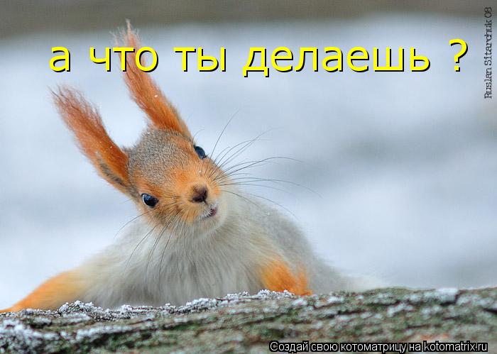 Котоматрица: а что ты делаешь ?
