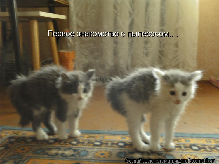 Котоматрица: Первое знакомство с пылесосом....