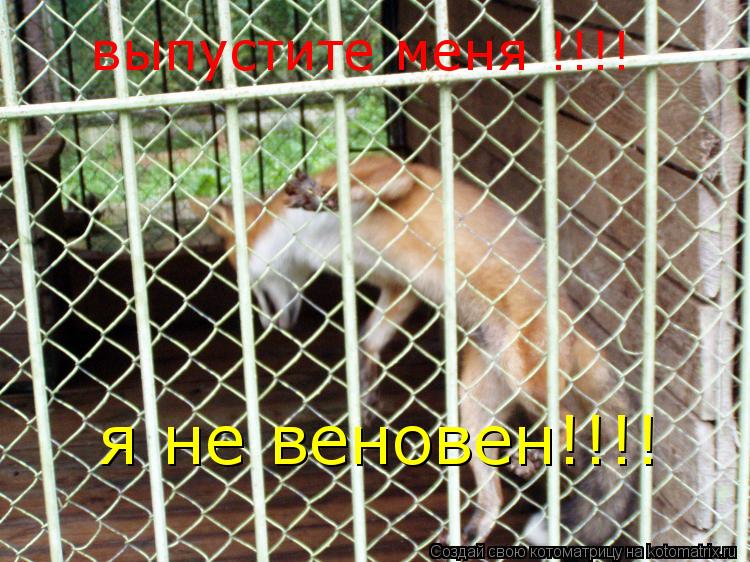 Котоматрица: выпустите меня !!!! я не веновен!!!!