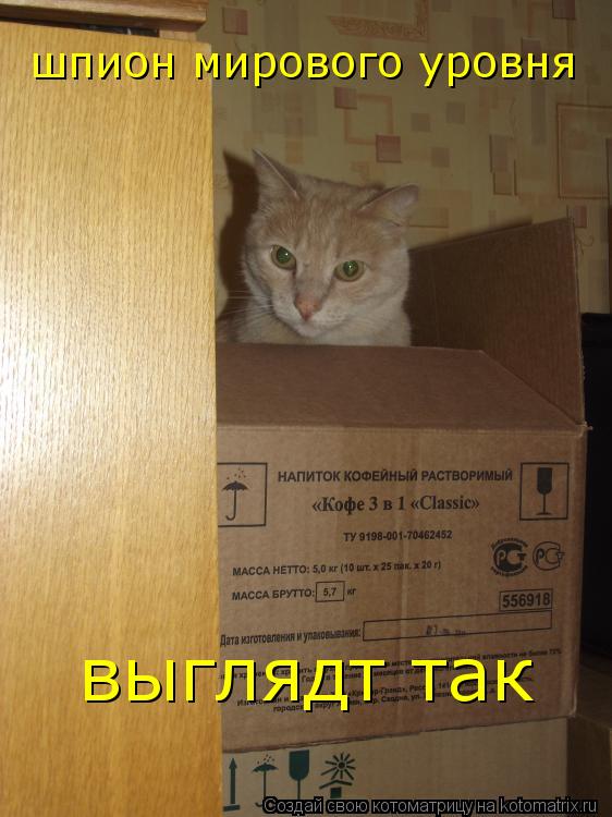 Котоматрица: шпион мирового уровня выглядт так