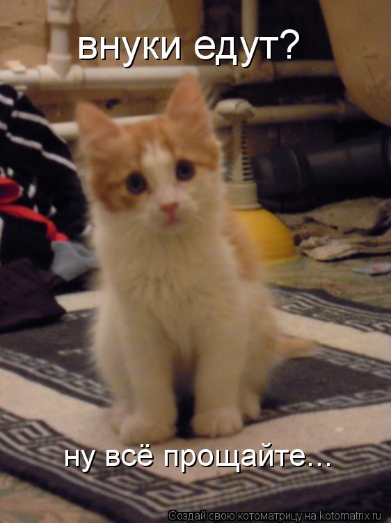 Котоматрица: внуки едут? ну всё прощайте...