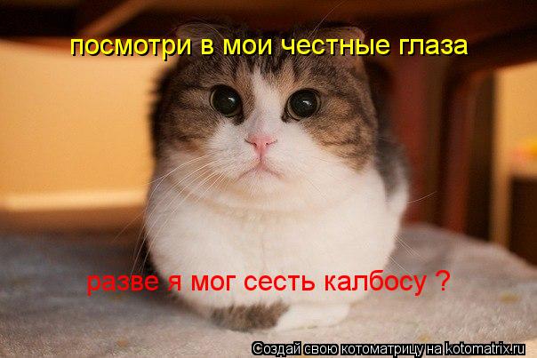 Котоматрица: посмотри в мои честные глаза разве я мог сесть калбосу ?