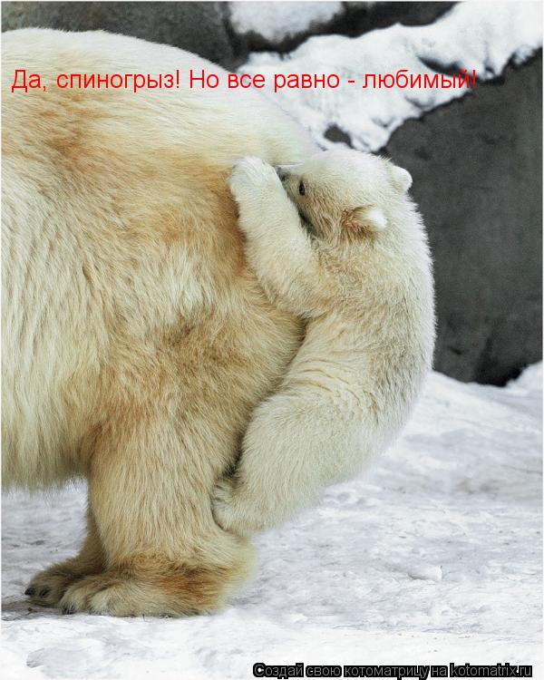 Котоматрица: Да, спиногрыз! Но все равно - любимый!