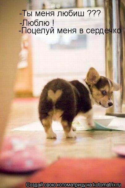 Котоматрица: -Ты меня любиш ??? -Ты меня любиш ??? -Люблю ! -Поцелуй меня в сердечко