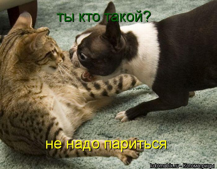 Котоматрица: ты кто такой? не надо париться