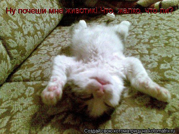 Котоматрица: Ну почеши мне животик! Что, жалко, что ли? Ну почеши мне животик! Что, жалко, что ли? Ну почеши мне животик! Что, жалко, что ли?