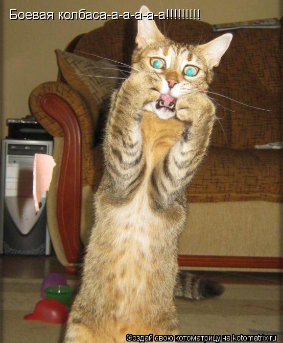 Котоматрица: Боевая колбаса-а-а-а-а-а!!!!!!!!!