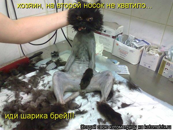 Котоматрица: хозяин, на второй носок не хватило... иди шарика брей!!!