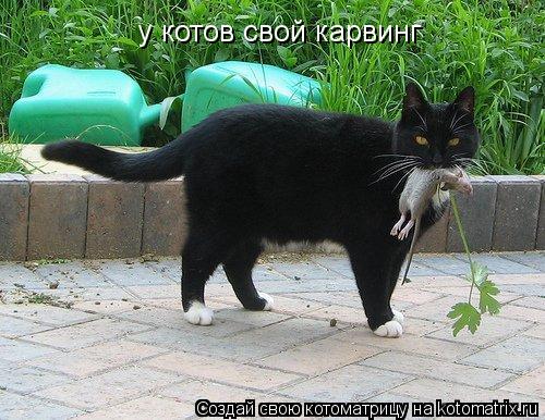 Котоматрица: у котов свой карвинг