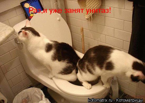 Котоматрица: Раз,и уже занят унитаз!