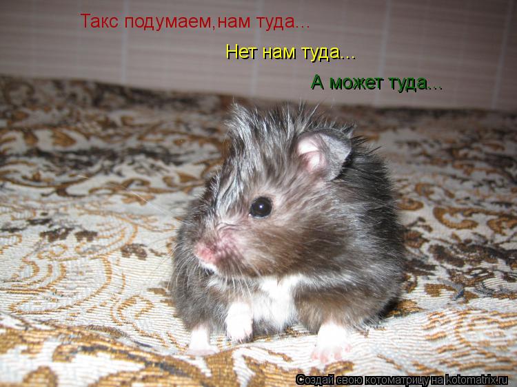 Котоматрица: Такс подумаем,нам туда... Нет нам туда... А может туда...