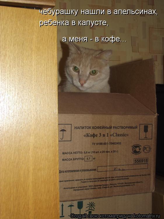 Котоматрица: чебурашку нашли в апельсинах, ребенка в капусте, а меня - в кофе...