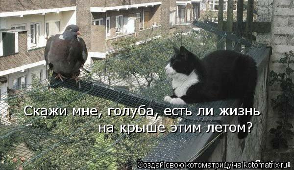 Котоматрица: Скажи мне, голуба, есть ли жизнь на крыше этим летом?