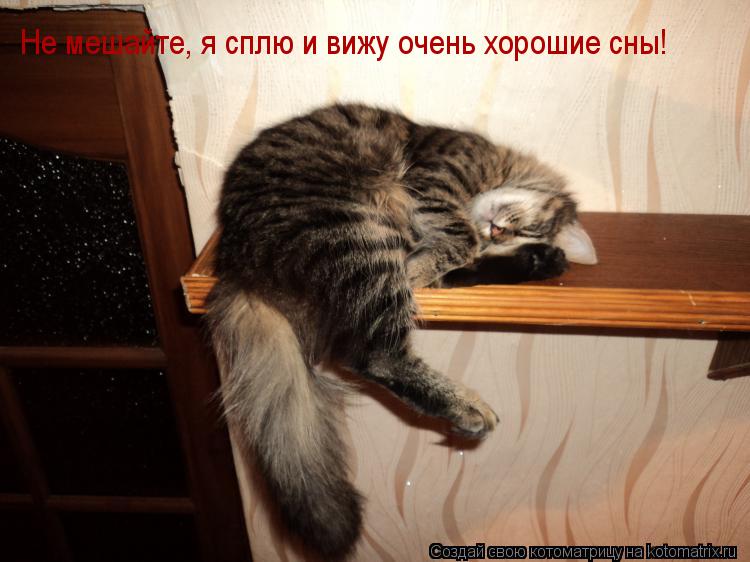 Не мешайте, я сплю и вижу очень хорошие сны!... Котоматрица: Не мешайте, я сплю и вижу очень хорошие сны!