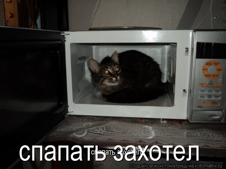 спапать захотел спапать захотел... Котоматрица: спапать захотел спапать захотел
