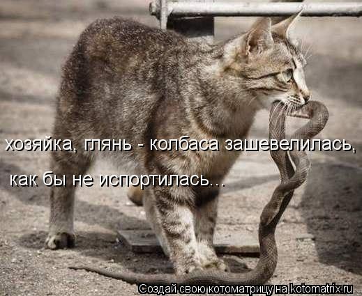 как бы не испортилась... хозяйка, глянь - колбаса зашевелилась,... Котоматрица: как бы не испортилась... хозяйка, глянь - колбаса зашевелилась,