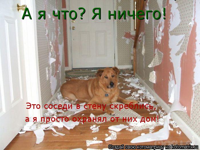 А я что? Я ничего! Это соседи в стену скреблись,, Это соседи в стену скреблись, а я просто охранял от... Котоматрица: А я что? Я ничего! Это соседи в стену скреблись,, Это соседи в стену скреблись, а я просто охранял от них дом!