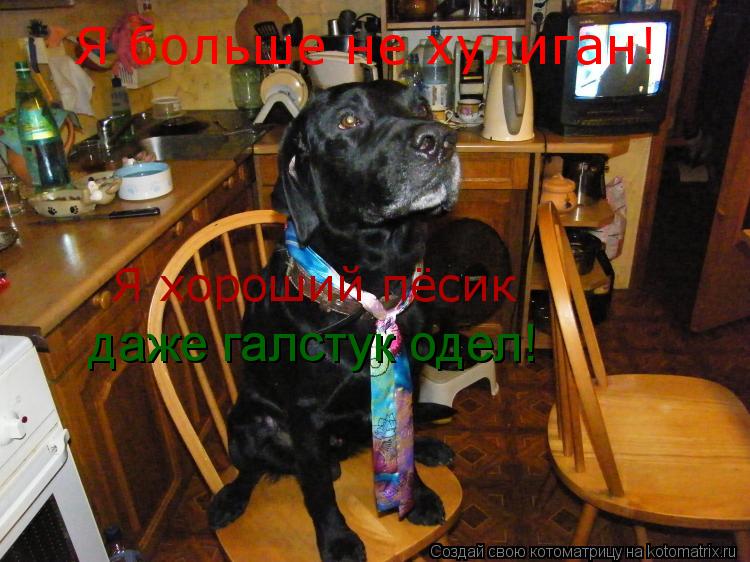 Я больше не хулиган! Я хороший пёсик даже галстук одел!... Котоматрица: Я больше не хулиган! Я хороший пёсик даже галстук одел!
