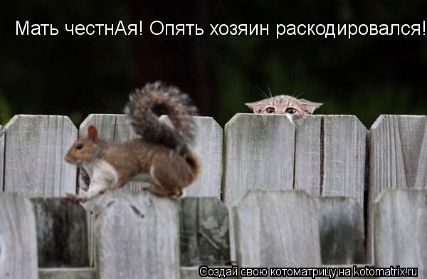 Котоматрица: Мать честнАя! Опять хозяин раскодировался!