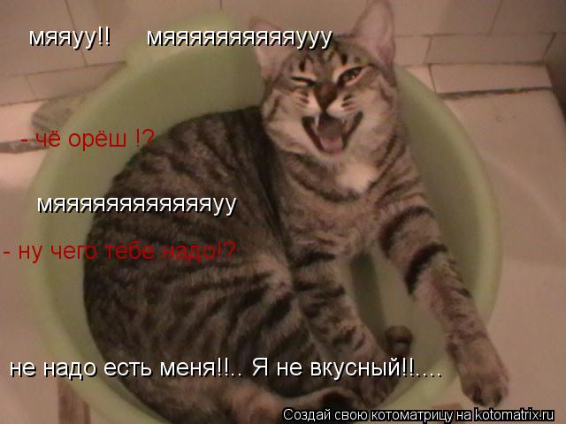 Котоматрица: - чё орёш !? мяяяяяяяяяяяяуу - ну чего тебе надо!? мяяуу!!     мяяяяяяяяяяууу не надо есть меня!!.. Я не вкусный!!....
