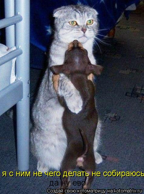 Котоматрица: я с ним не чего делать не собираюсь да ну ево
