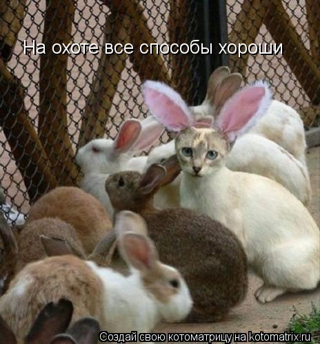 Котоматрица: На охоте все способы хороши