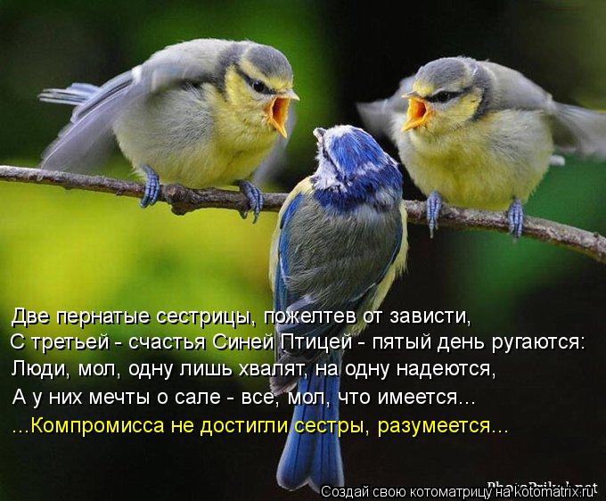 Две пернатые сестрицы, пожелтев от зависти, С третьей - счастья Синей Птицей - пятый день ругаются: Л... Котоматрица: Две пернатые сестрицы, пожелтев от зависти, С третьей - счастья Синей Птицей - пятый день ругаются: Люди, мол, одну лишь хвалят, на одну надеют