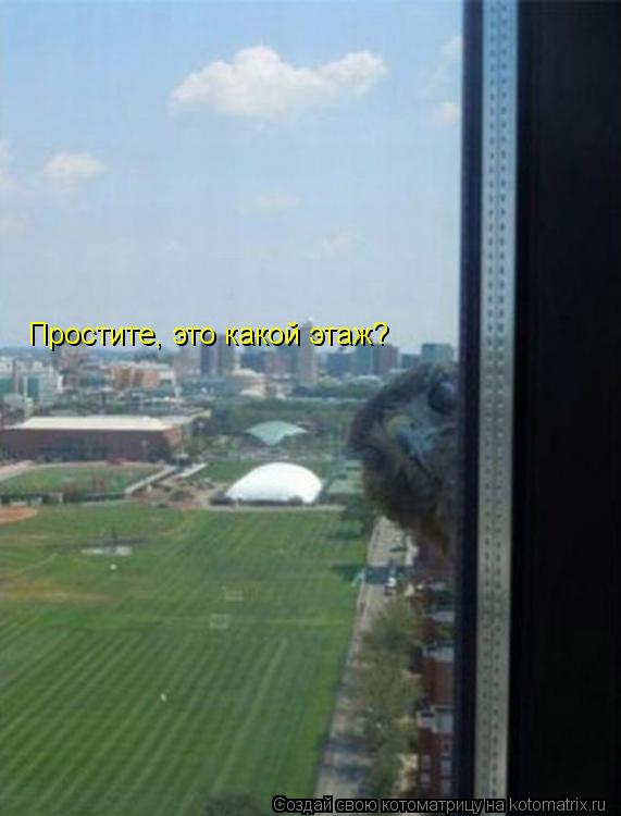 Котоматрица: Простите, это какой этаж?