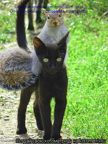 Котоматрица: Оооо,нанананана, зеленоглазое такси Оооо,нанананана, притормози, притормози