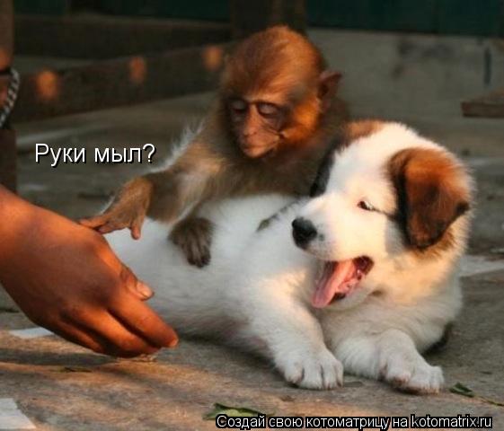Котоматрица: Руки мыл?