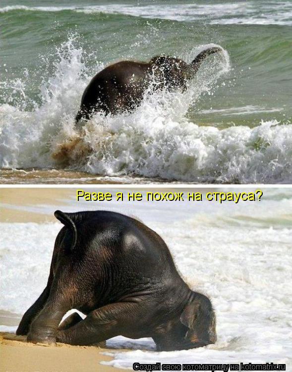 Котоматрица: Разве я не похож на страуса?