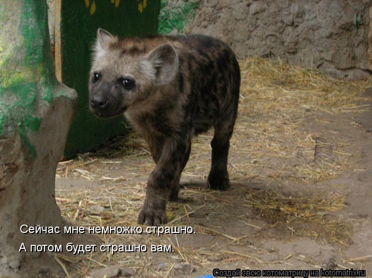 Котоматрица: Сейчас мне немножко страшно. А потом будет страшно вам.