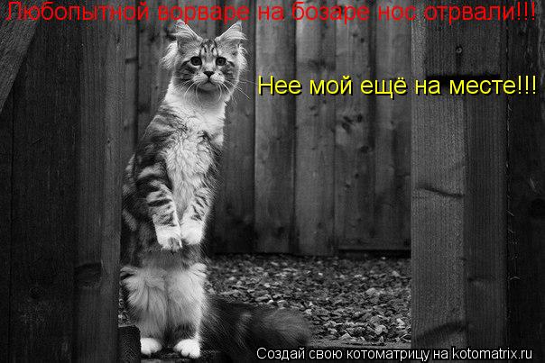 Котоматрица: Любопытной ворваре на бозаре нос отрвали!!! Нее мой ещё на месте!!!