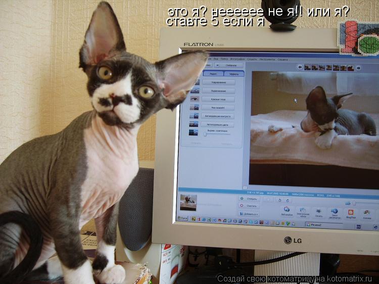 Котоматрица: это я? нееееее не я!! или я? ставте 5 если я