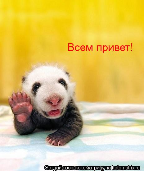 Котоматрица: Всем привет!